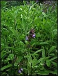 [officinalis-1.jpg]