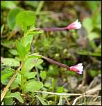 [anagallidifolium-1.jpg]