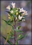 [grandiflora-1.jpg]