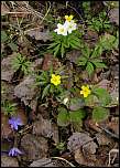 [anemone_hepatica-1.jpg]