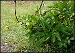 [cyclophyllus-1bU.jpg]