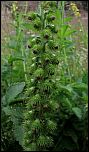 [procera-1y.jpg]