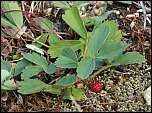 [virginiana-2.jpg]