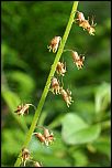 [menziesii-1x.jpg]