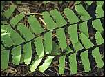 [pedatum-1x.jpg]
