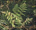 [carthusiana-1.jpg]