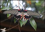[agenor_distantianus-1f.jpg]