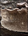 [mollis-1x.jpg]