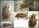[striatulus-1x.jpg]