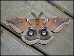 [polyphemus-1u.jpg]
