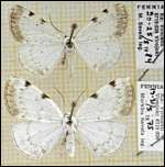 [bimaculata.jpg]