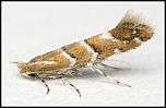 [ohridella-1.jpg]