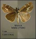 [telata-1m.jpg]
