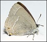 [quercus-4v.jpg]