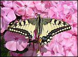 [machaon-a5au.jpg]