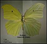 [maerula-1m.jpg]