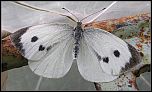[brassicae-7uf.jpg]