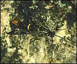 [scoliaeformis.jpg]