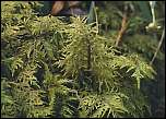 [splendens-1x.jpg]