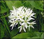 [ursinum-1x.jpg]