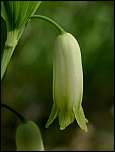 [odoratum-3x.jpg]