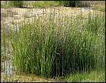 [mariscus-2b.jpg]