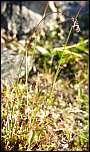 [spicata-1b.jpg]