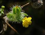 [micrantha-1a.jpg]