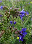 [officinalis-4.jpg]