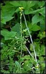 [officinale_officinale-1a.jpg]