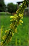 [officinalis-3x.jpg]