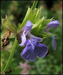 [officinalis-1b.jpg]