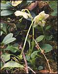 [uniflora-1.jpg]